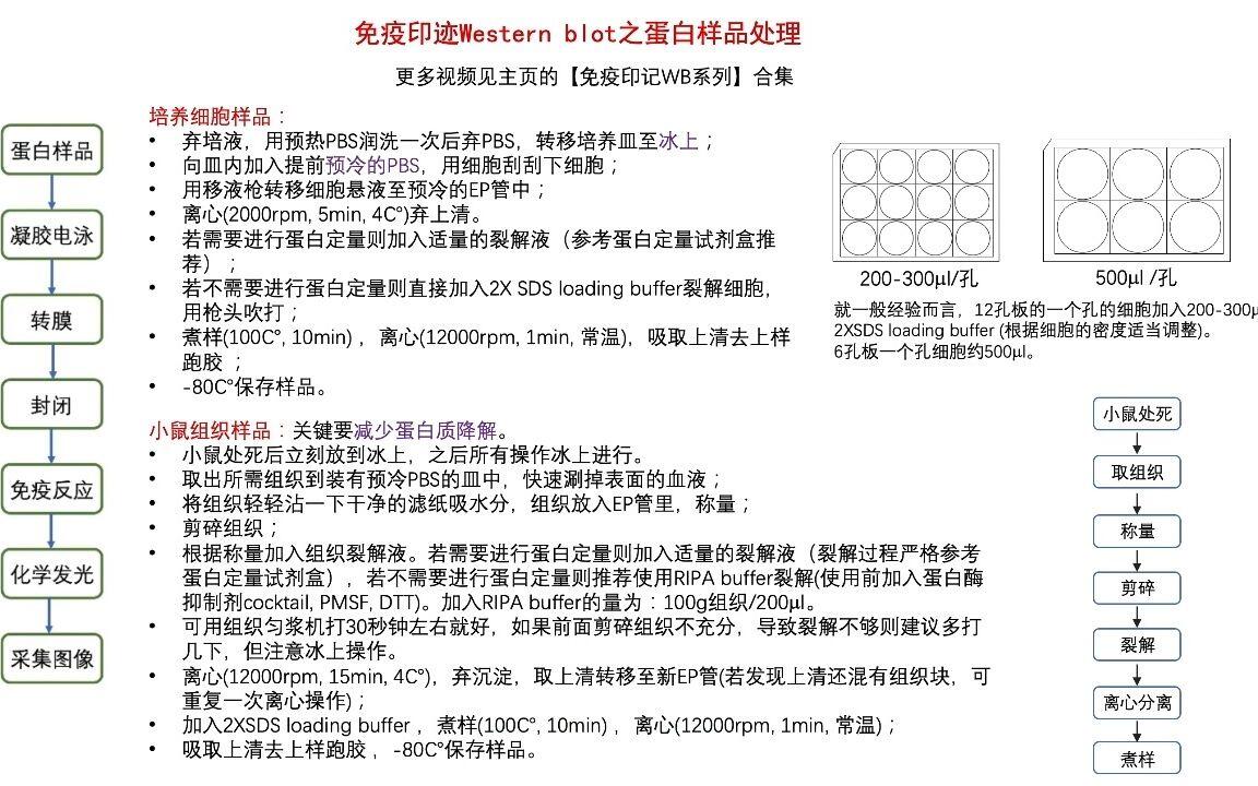 Western Blot western blot