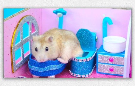 创意diy:给仓鼠制作一个温馨的屋子,有滑梯,卫生间.