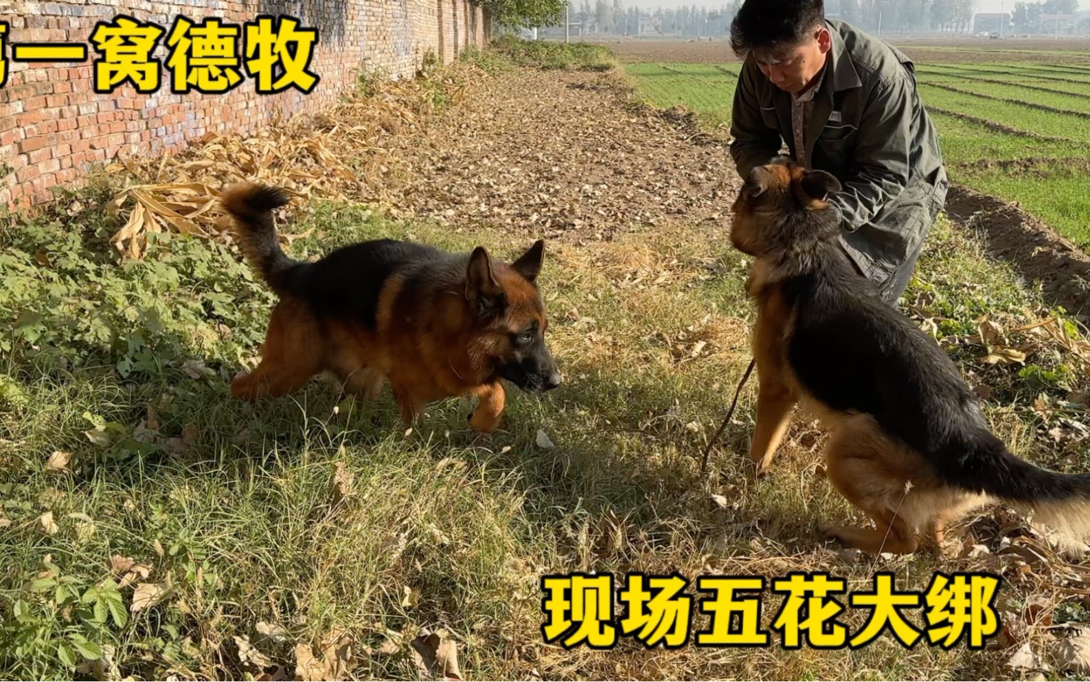 养德牧的农村大哥,靠着扶狗的配种技术活,解决了吃喝一个月还能