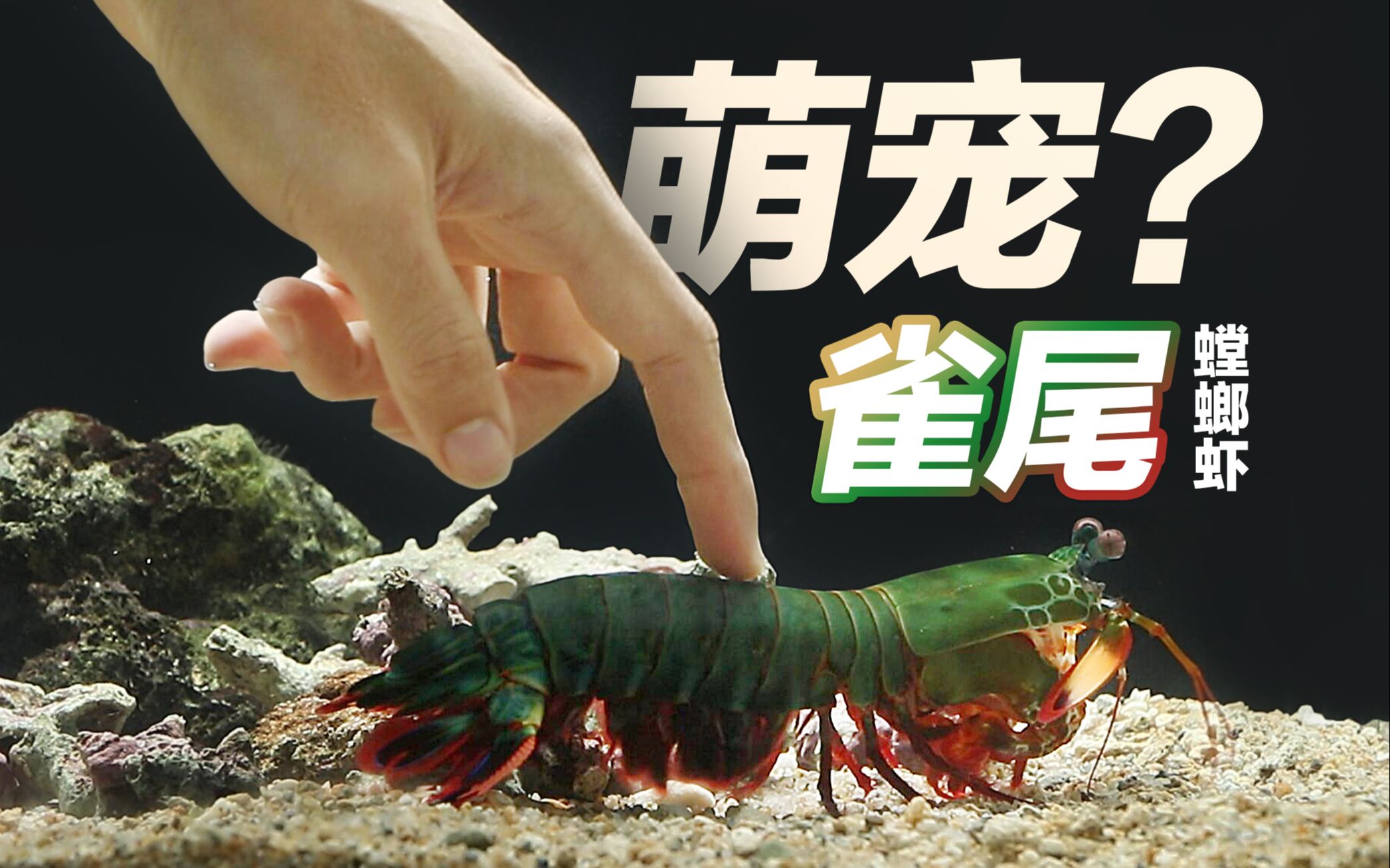 活动作品海洋水族这只雀尾螳螂虾有点怂
