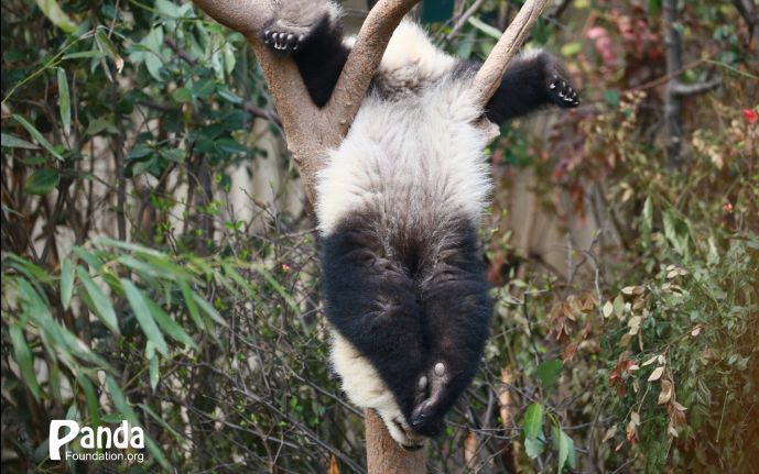 [图]20180427《大熊猫妃妃仔》磨擦磨擦，被麻麻按在地上磨擦。