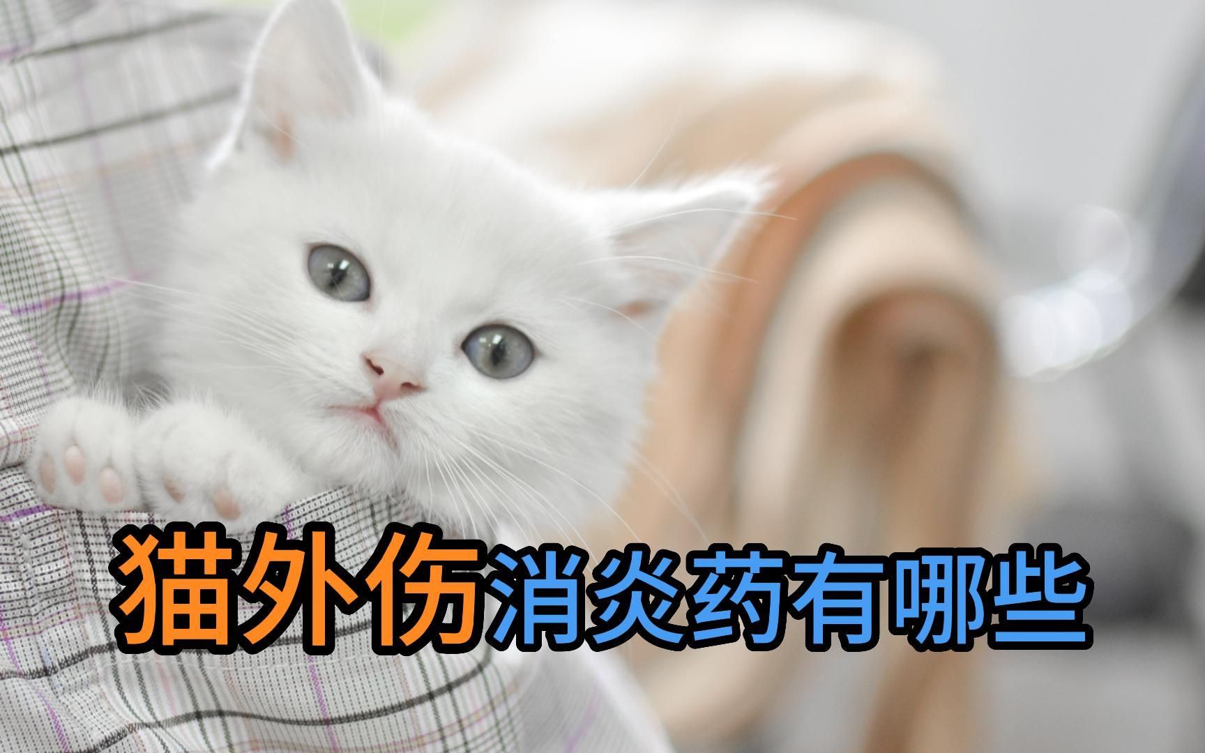 猫外伤消炎药有哪些哔哩哔哩bilibili