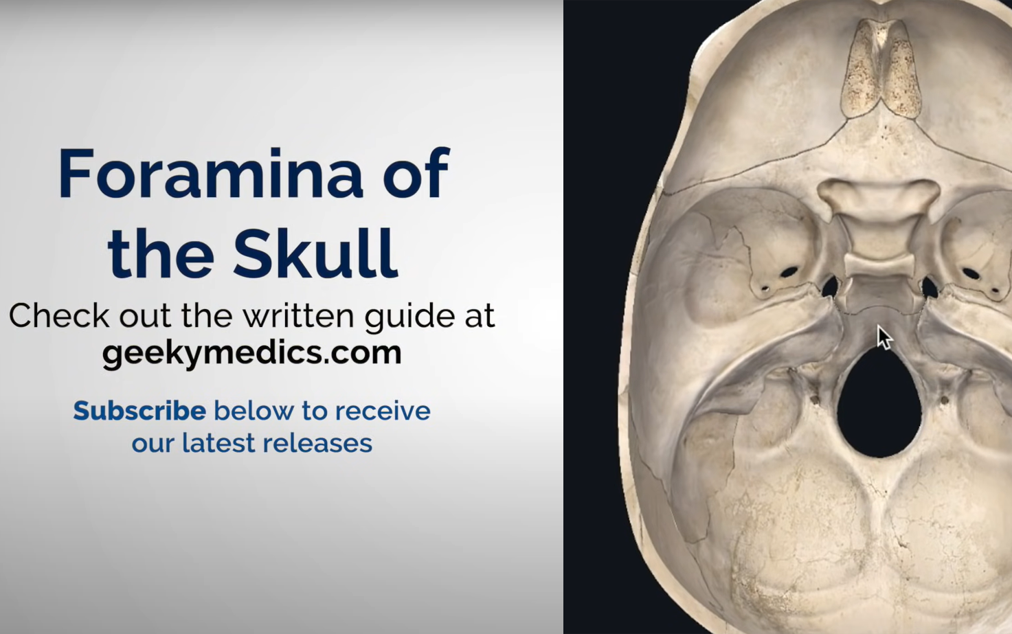 [图]Foramen of the Skull & Cranial Nerves (3D Anatomy Tutorial)——颅骨孔和颅神经（3D解剖教程）