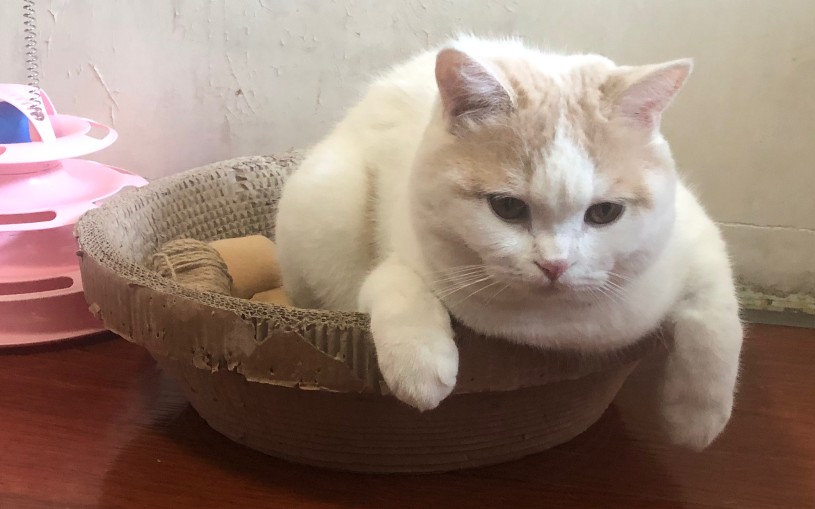 绝育后小胖猫变成大话痨