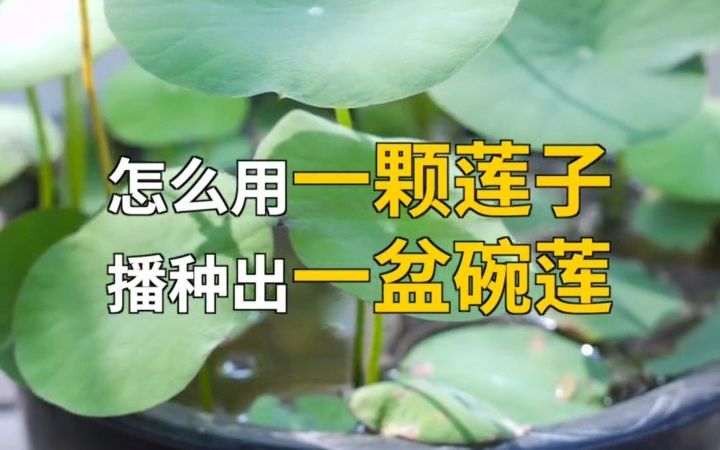 【园艺小知识】怎么用莲子播种碗莲?跟着视频学起来,简简单单,小白也能一看就会!哔哩哔哩bilibili