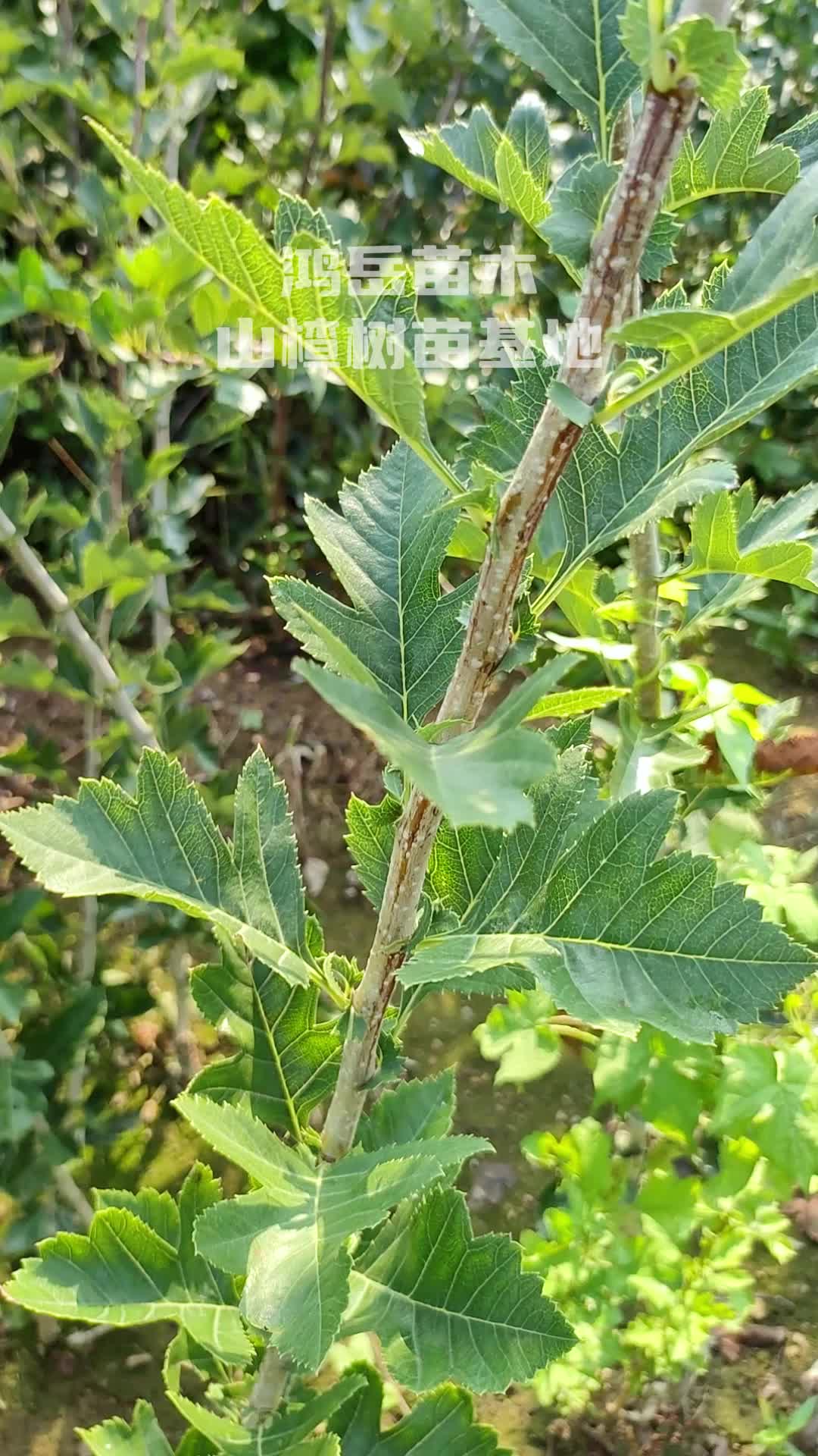 山东泰安山楂树苗出圃中,品种有大金星,大五楞,甜红子,大棉球,黄山楂等纯度高是您建设果园的首选.#山楂苗#山楂树苗#山楂苗基地#山楂树苗基地...