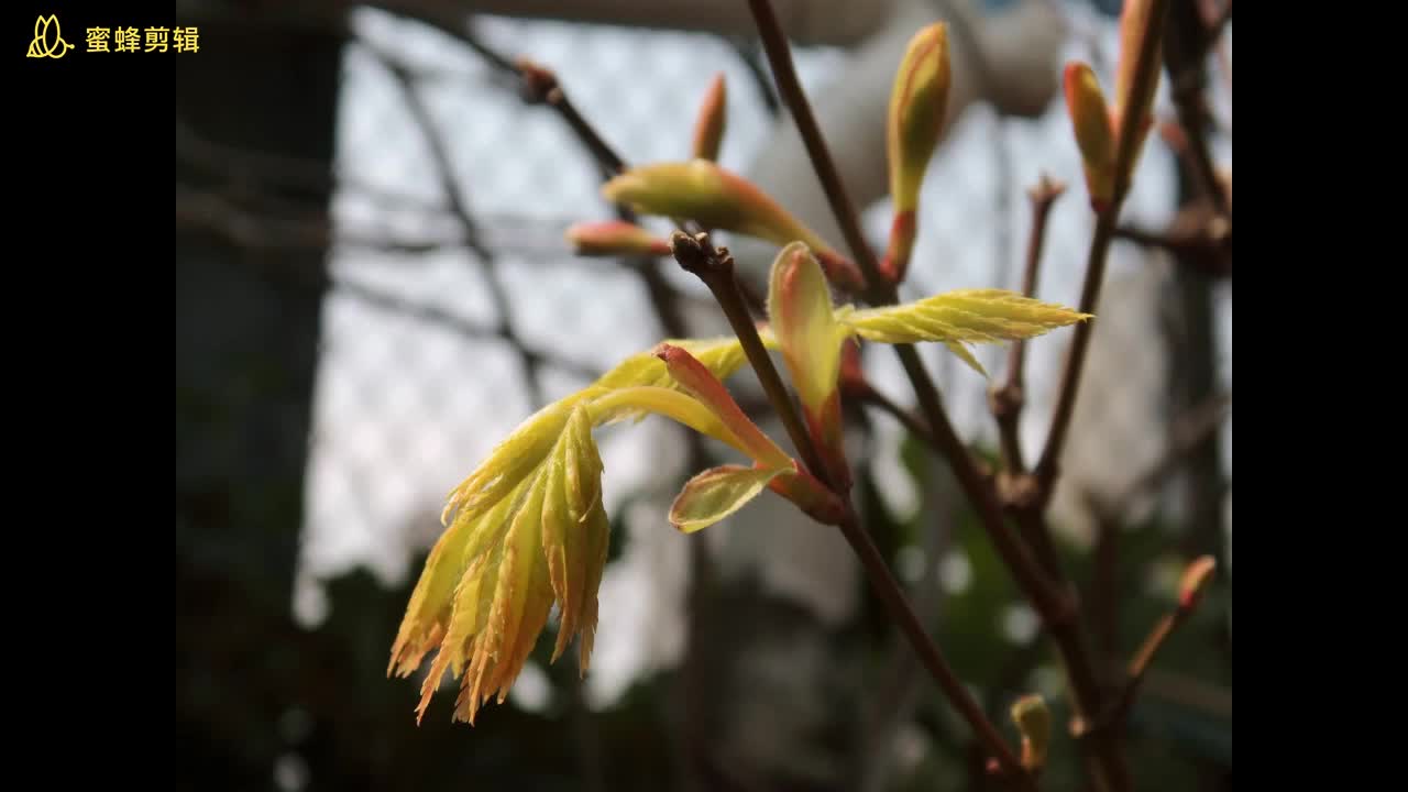 ❤日本枫树“约旦”初叶の芍药“仙鹤粉”花开❤哔哩哔哩bilibili