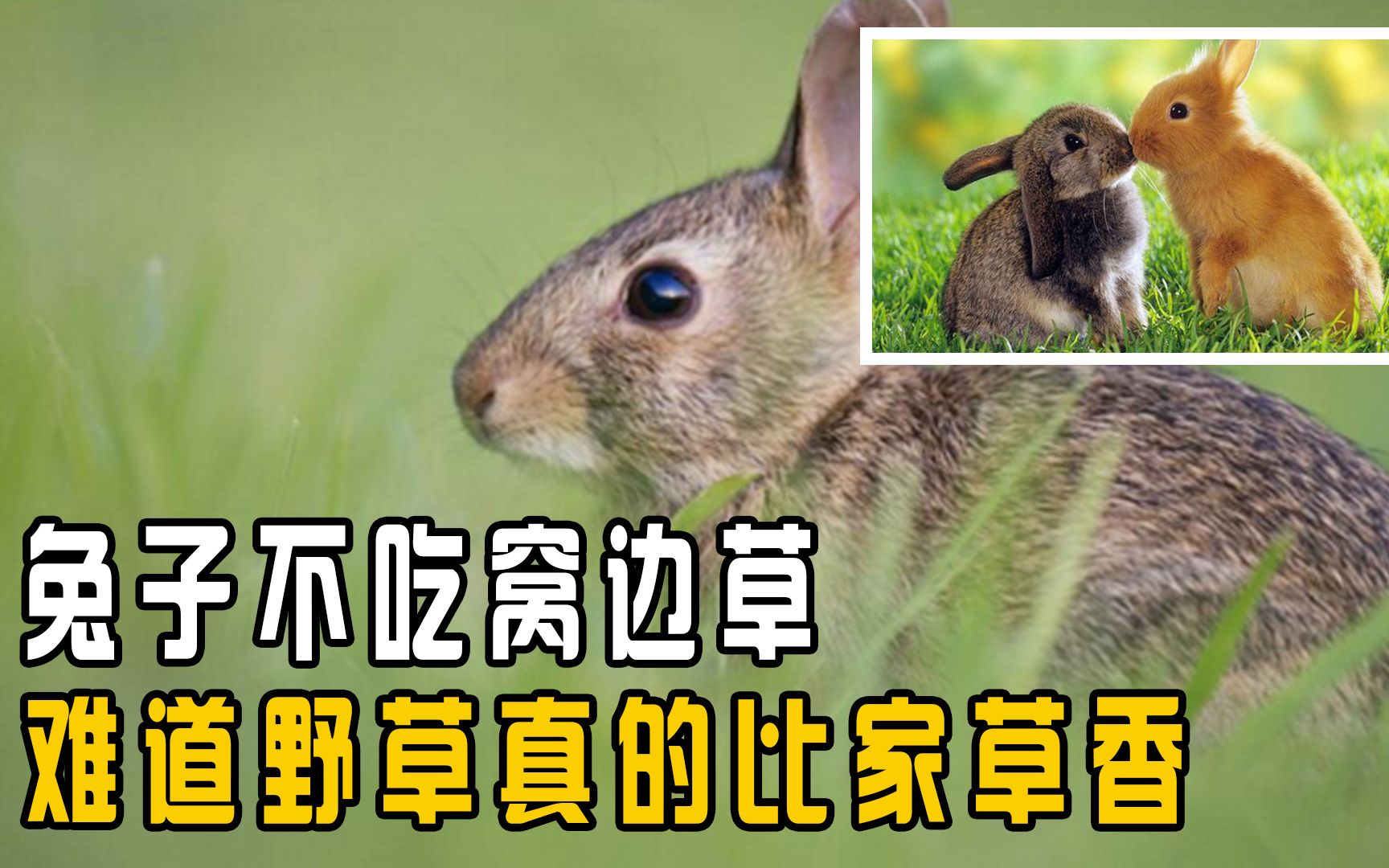 兔子为什么不吃窝边草?难道野草真的比家草香,吃掉了又会如何?