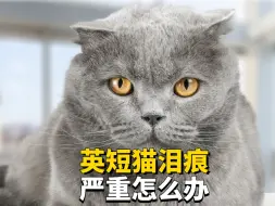 Download Video: 英短猫泪痕严重怎么办？这可太影响颜值了