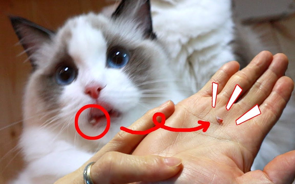 小奶猫换牙齿了【布偶猫 unboxing ragdolls】