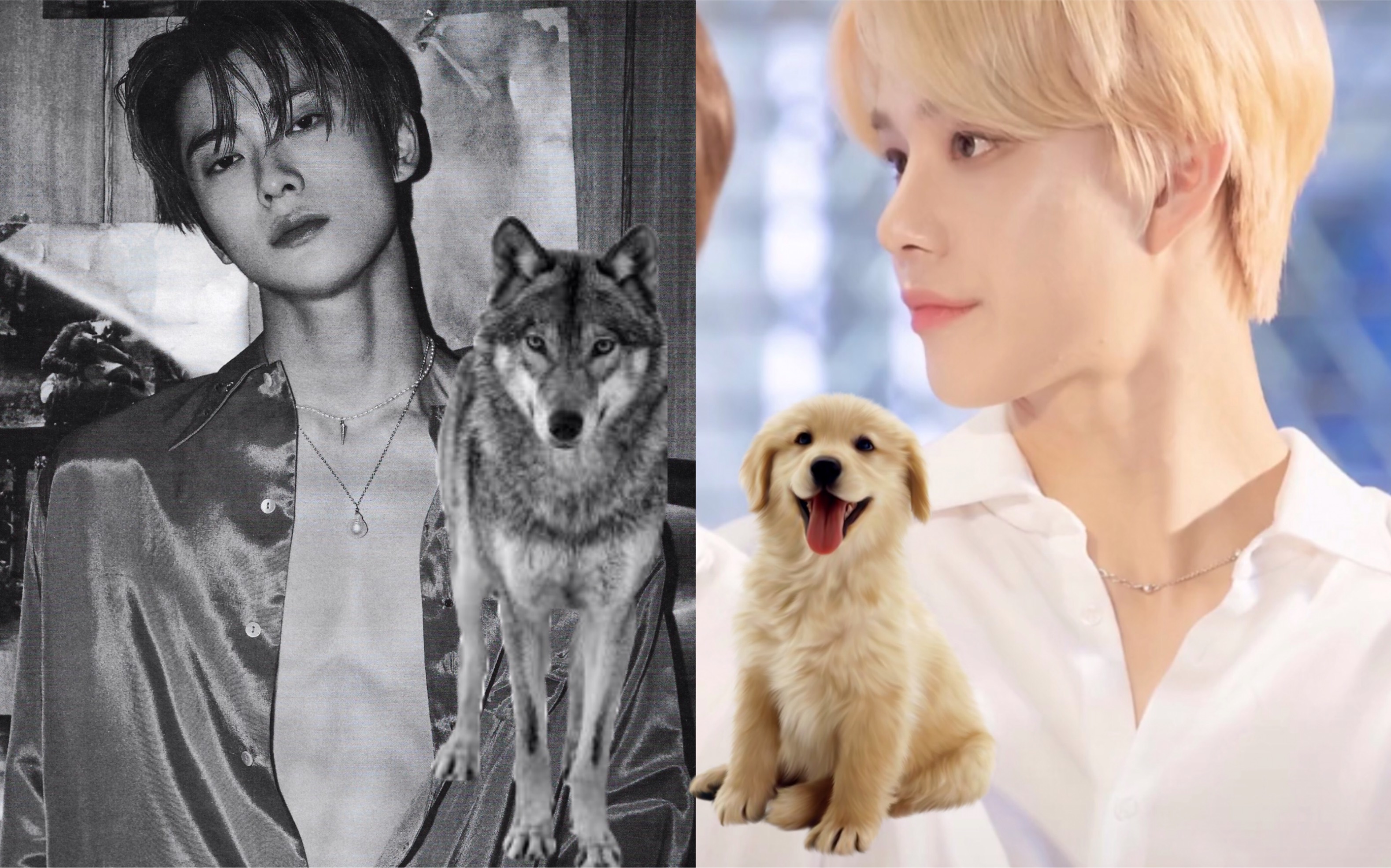 【郑在玹】【金廷祐】大狼狗vs小奶狗 你pick哪个