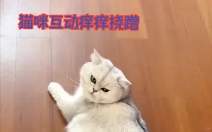 Download Video: 这个伸缩的爪爪不仅可以给猫咪绕痒痒，还能把浮毛梳下来！