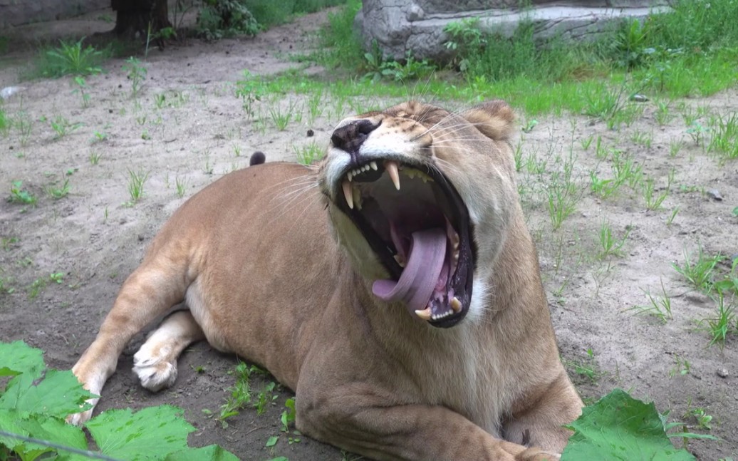 跟屁虫狮子今天是起早了吗 嘴巴张那么大