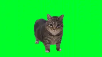 【高清】oiiai猫旋转1分钟绿幕素材
