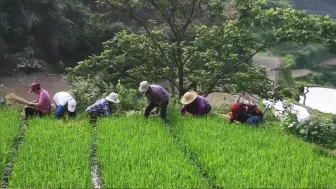 Скачать видео: 芒种节气淳安农事忙