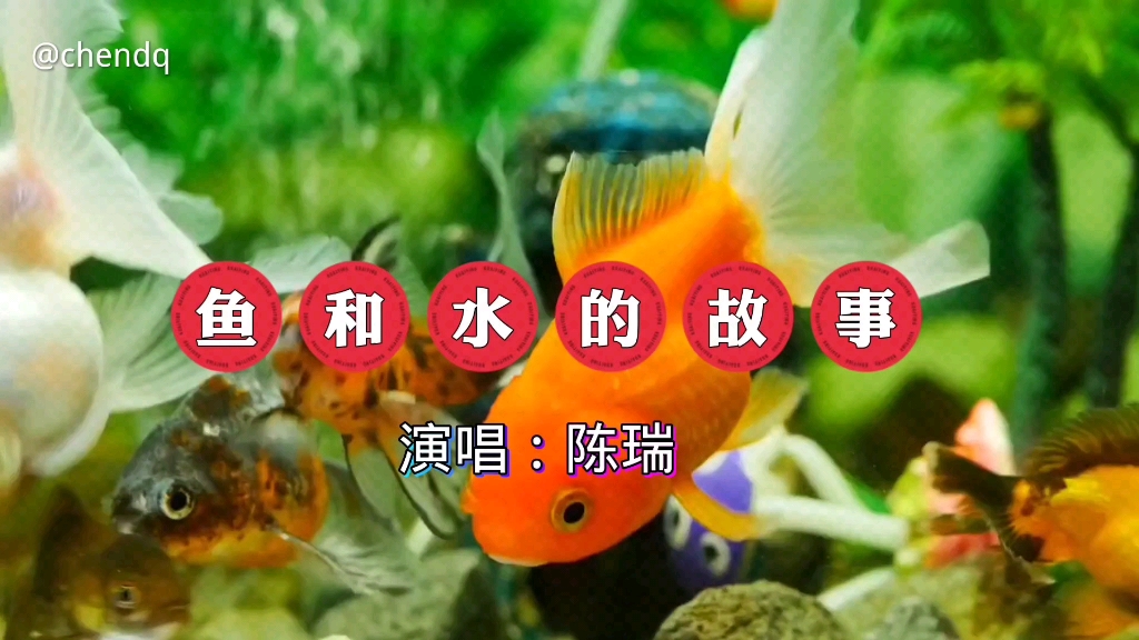 《鱼和水的故事》演唱:陈瑞