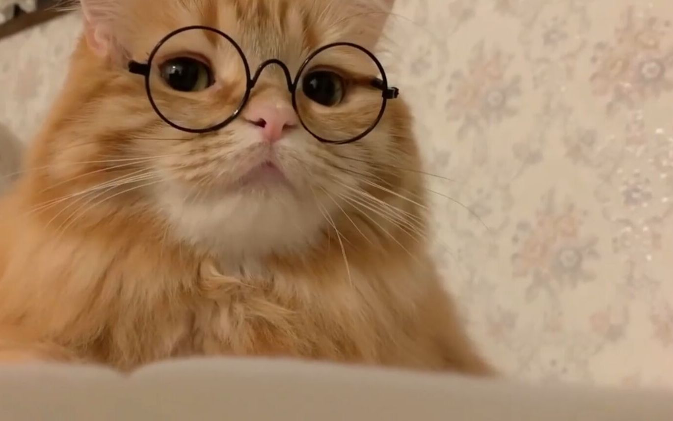大橘猫戴上镜框后,博学气质瞬间点满,这可爱眼神简直无法抵抗