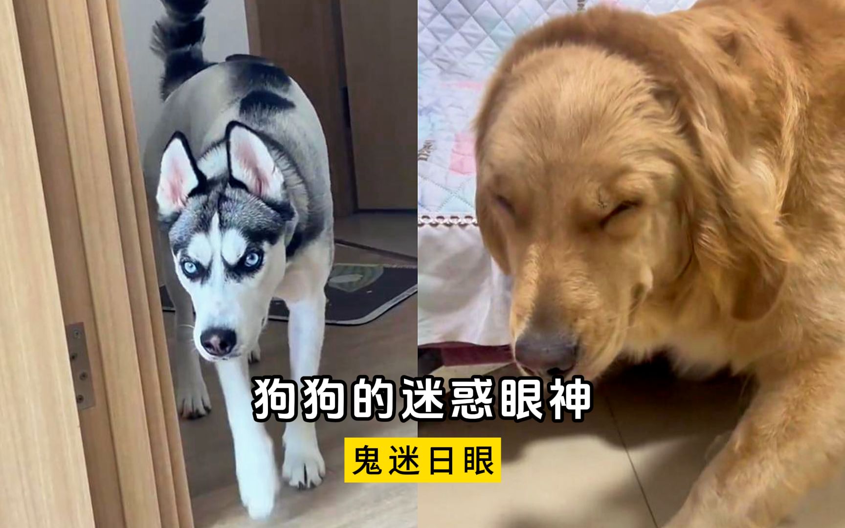 那些狗狗的迷惑眼神,真是鬼迷日眼