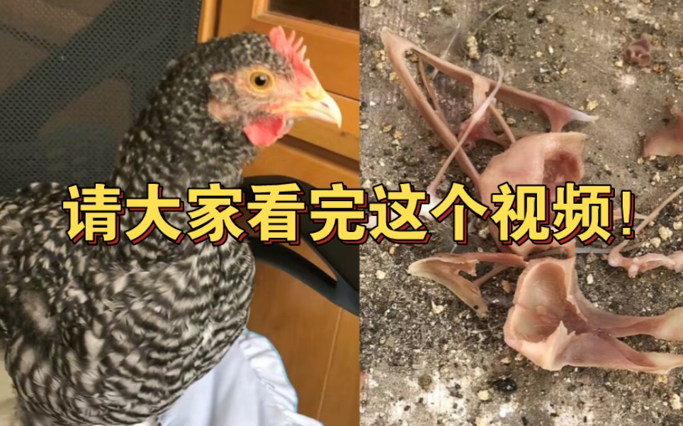悲愤！主人将宠物鸡送邻居家寄养，三天后竟变成一堆白骨…