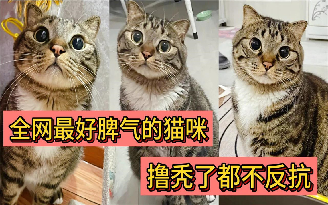 全网最好脾气的猫咪,随便主人怎么摸,撸秃了都不反抗,好猫一个哔哩哔哩bilibili