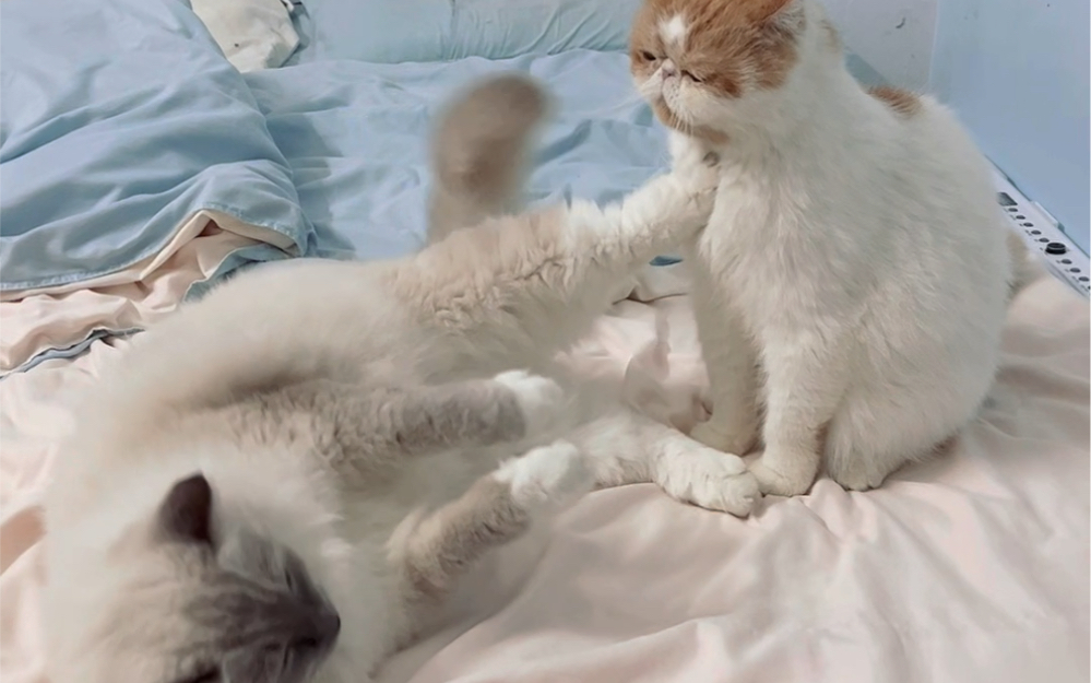 猫咪式锁喉,这已经是最矜持的一次打架了!