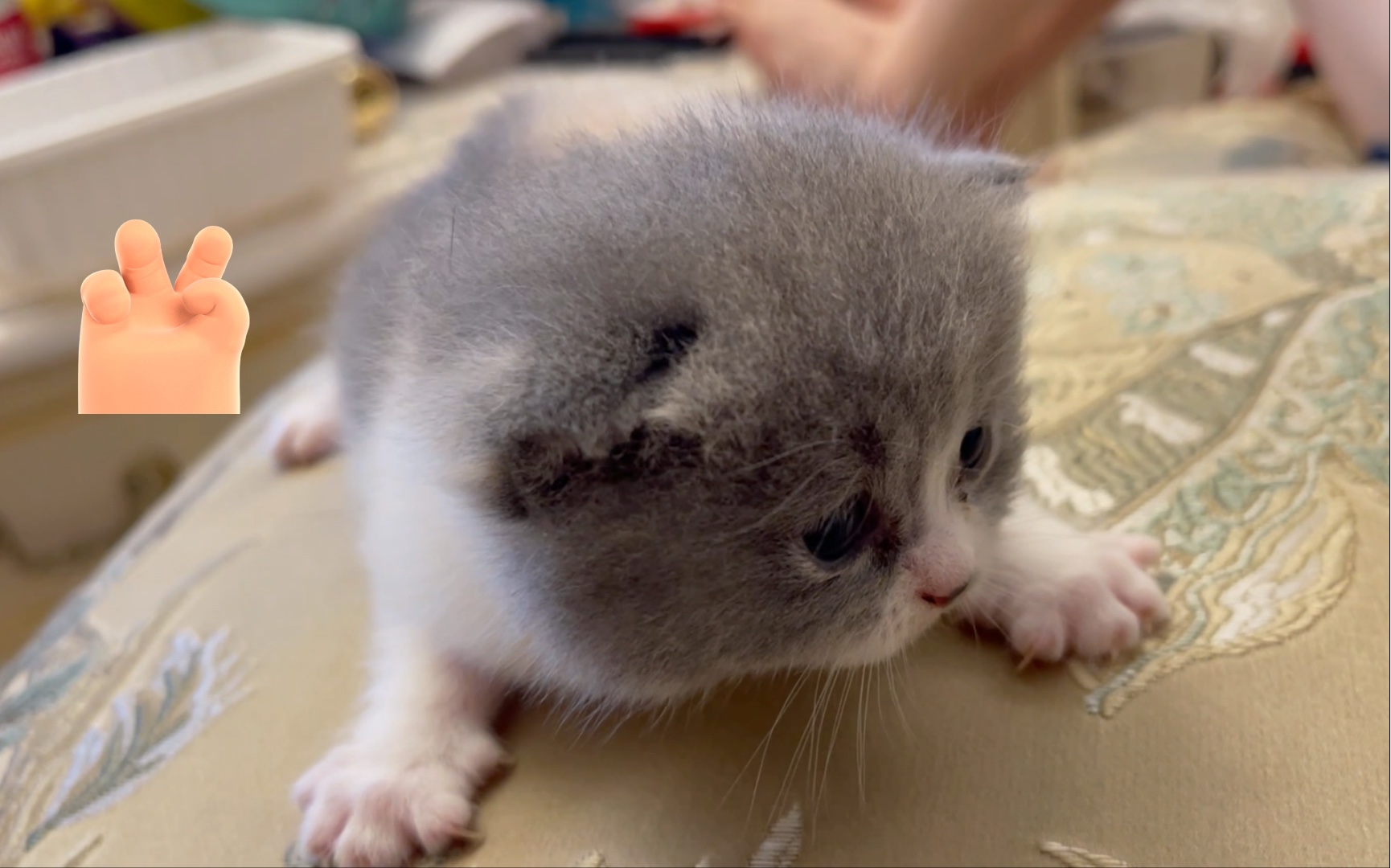 进来rua小猫崽子(686708035167080368)