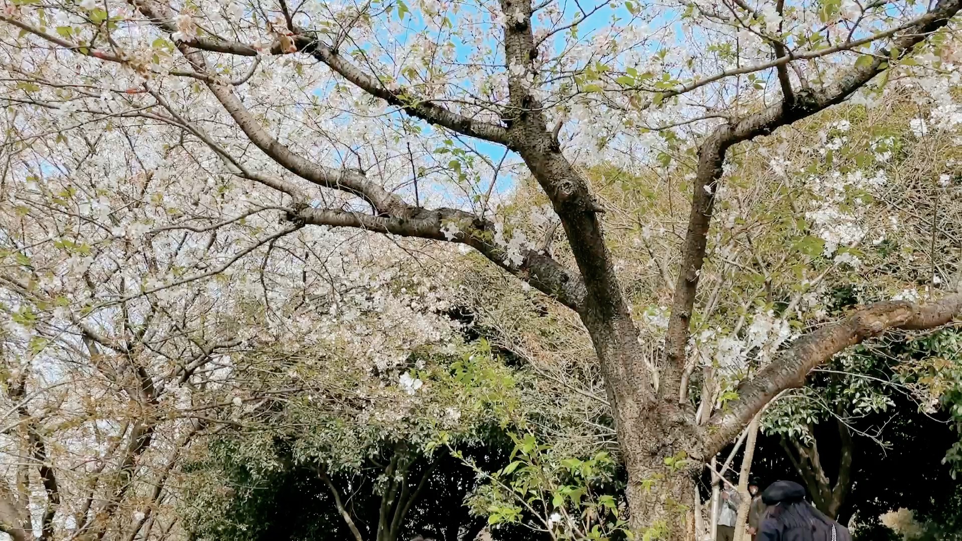 湖南省森林植物园之赏樱花郁金香哔哩哔哩bilibili