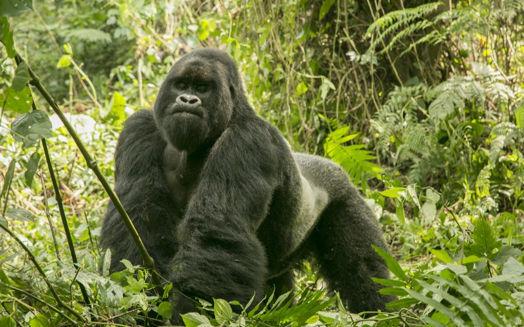 mountain gorilla | its an earthquake! get to safety!