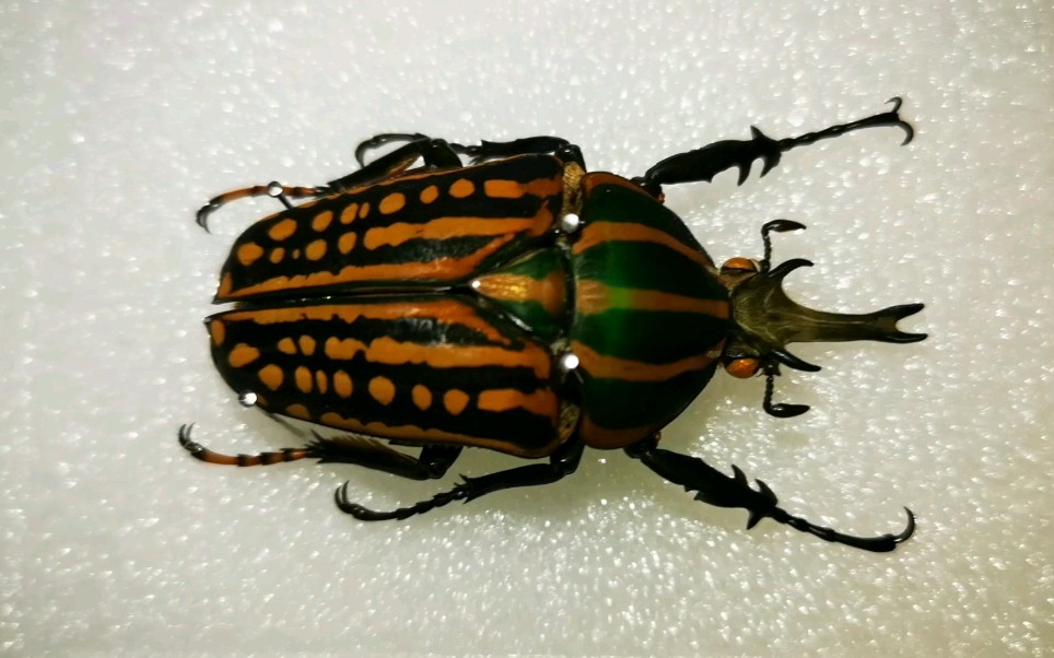 【标本记录】萨维吉花金龟_哔哩哔哩 (゜-゜)つロ 干杯~-bilibili