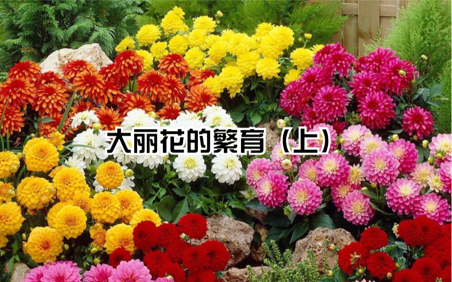 [图]老董说花卉》—大丽花的繁育（上）