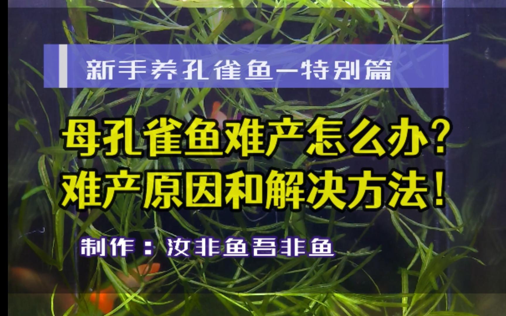 母孔雀鱼难产了!怎么办?孔雀鱼难产的表现、原因和处理方法哔哩哔哩bilibili