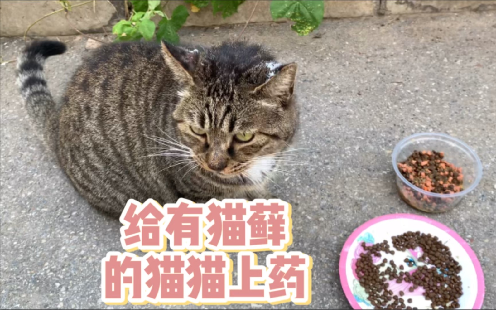 中午给有猫藓的猫猫涂了盐酸特比萘芬乳膏,开心哔哩哔哩bilibili