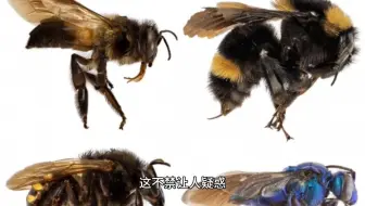 蜜蜂量子飞行颠覆人类认知：北理工破解百年科学漏洞