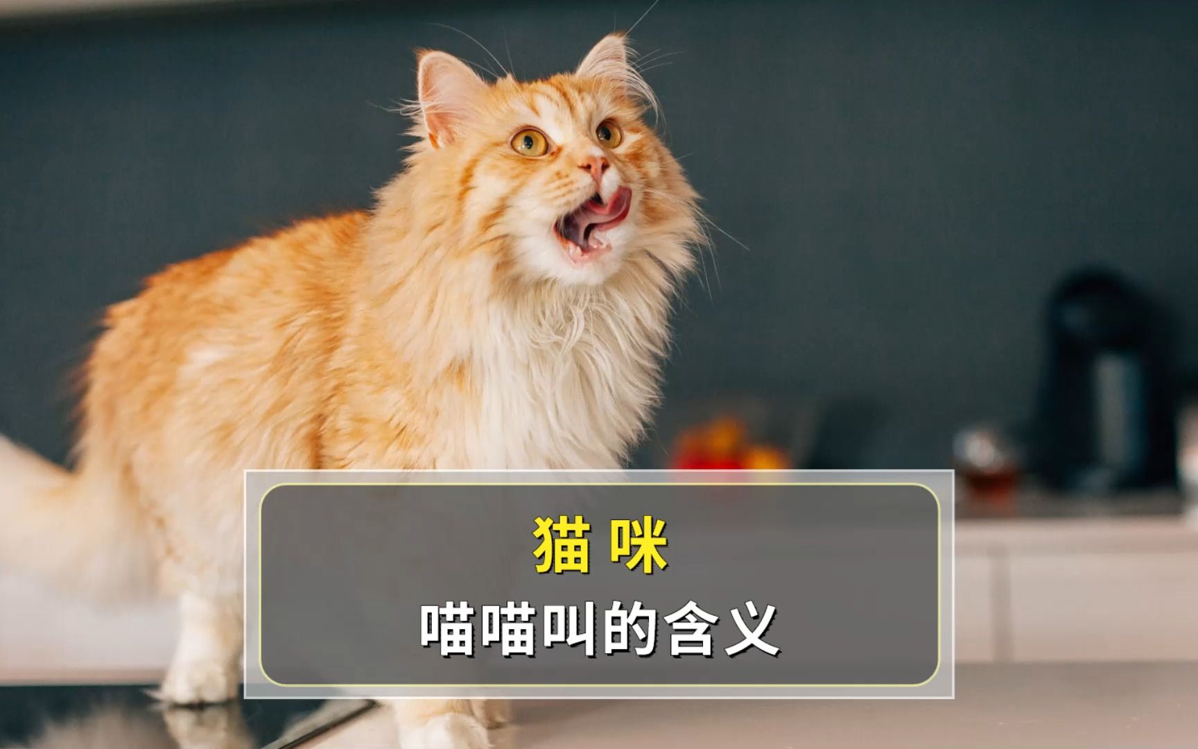 猫咪喵喵叫有什么含义,你知道吗?