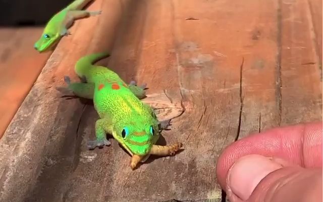 喂食两只金粉日行守宫 | Phelsuma laticauda laticauda | kingbobandrepticrew(2021.5.31)哔哩哔哩bilibili