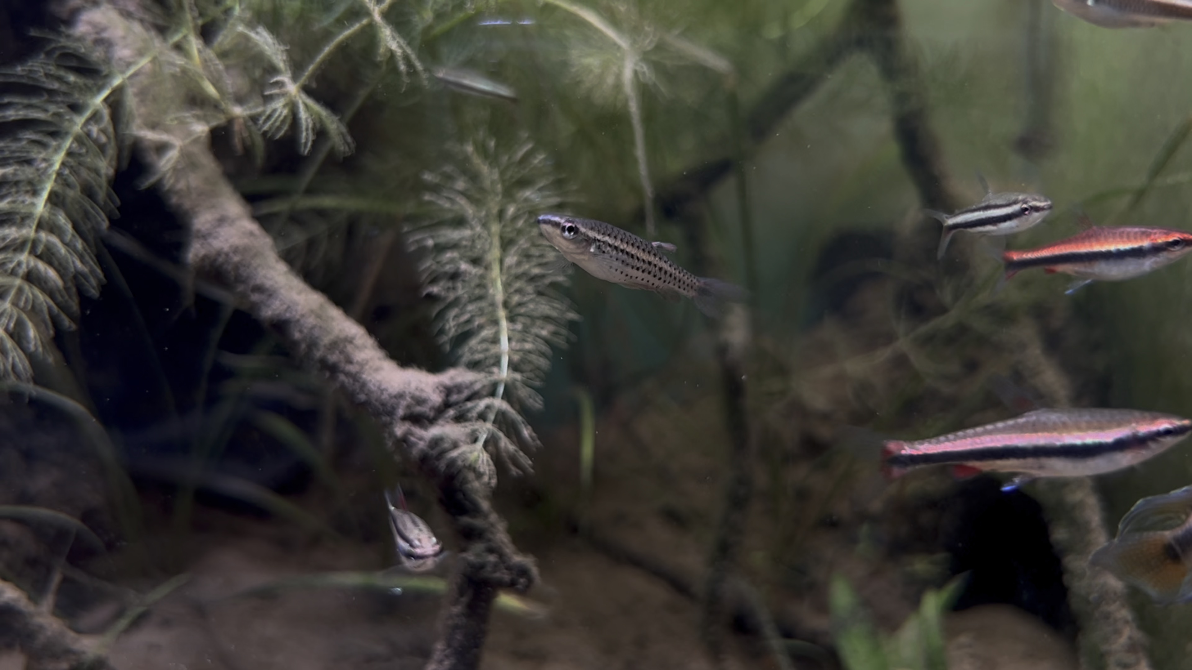 短鲷 铅笔 溅水