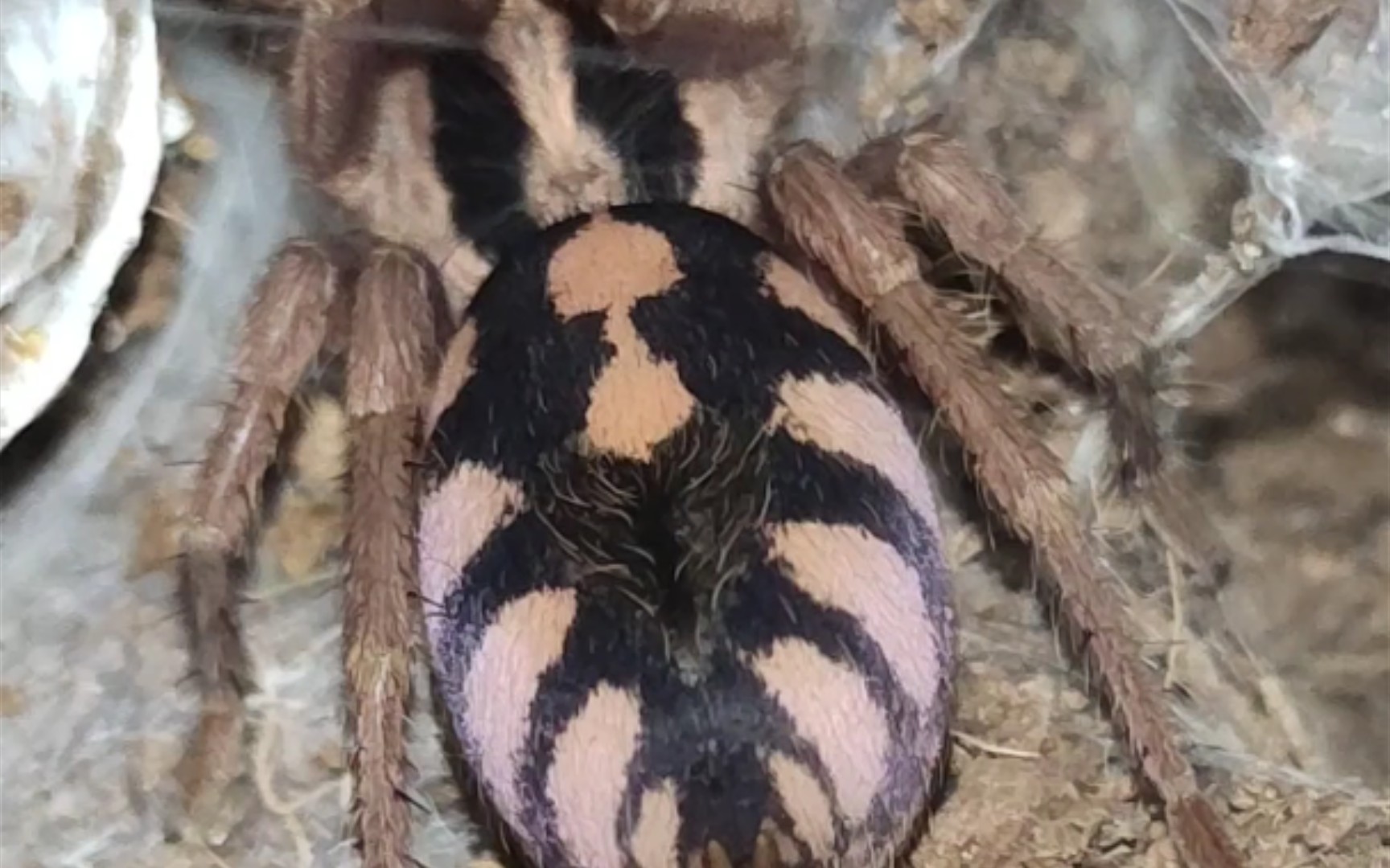 南瓜蜘蛛 长大了点