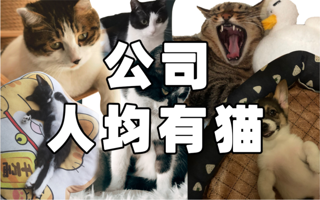 公司人均有猫哔哩哔哩bilibili