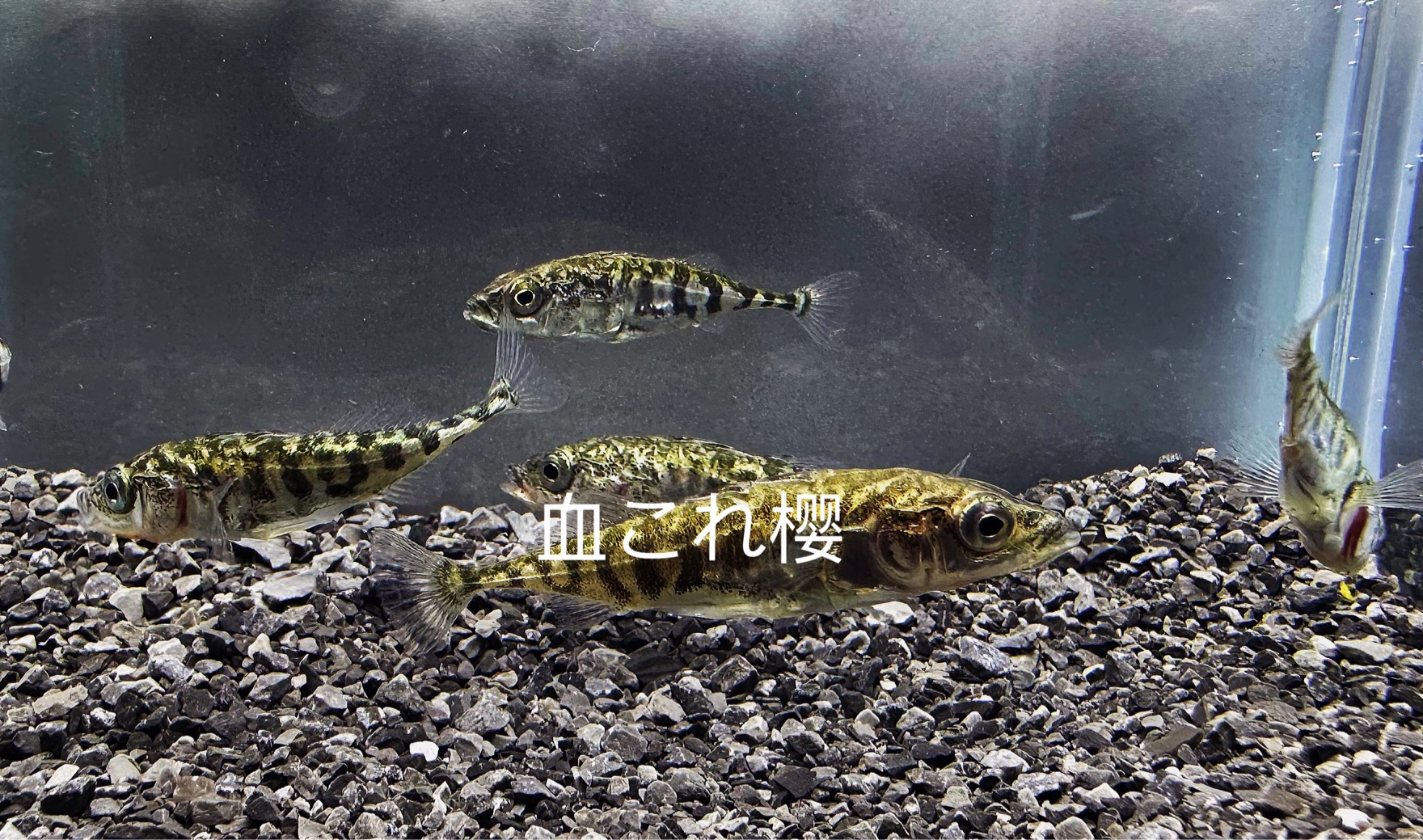 三刺鱼(Gasterosteus aculeatus)哔哩哔哩bilibili