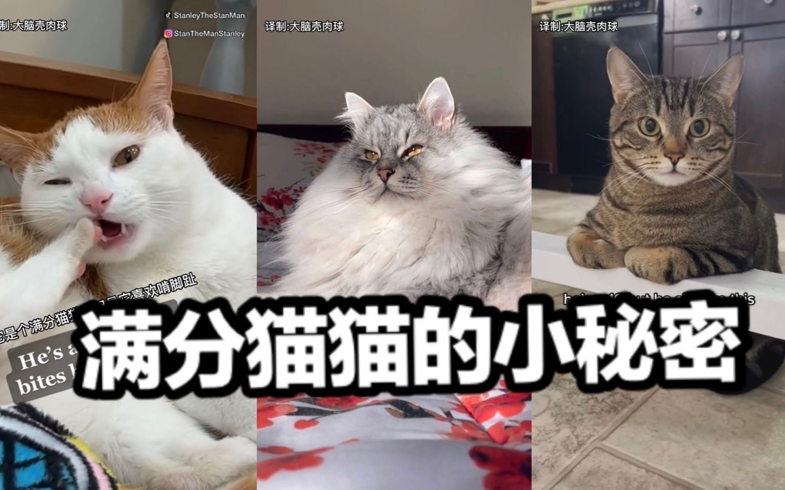 [图]咻比嘟比，但是猫猫！满分猫猫的小秘密来啦！