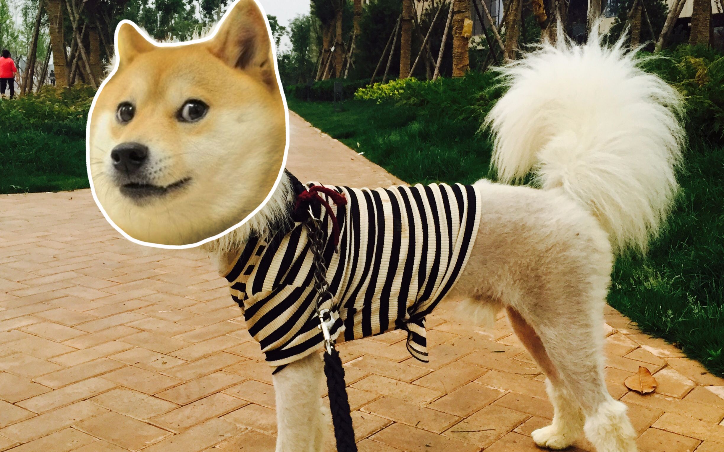 对一只怂狗进行强行拖拽_哔哩哔哩 (゜-゜)つロ 干杯~-bilibili