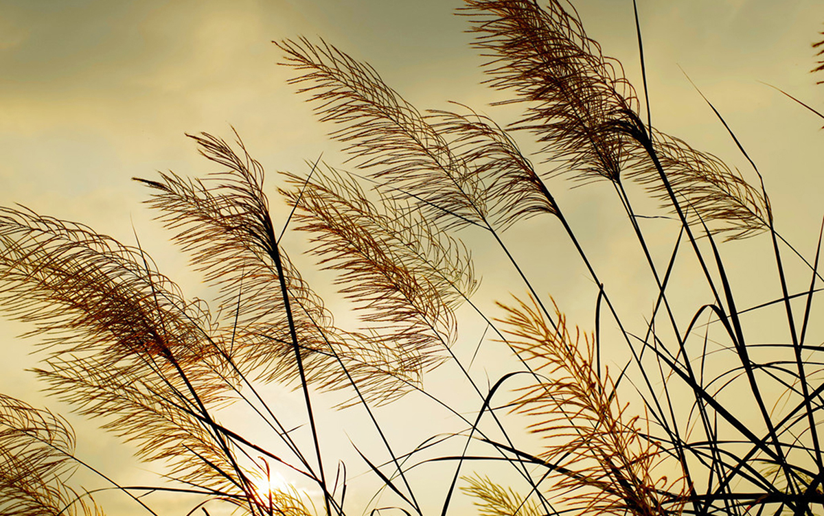 小提琴演奏晚风吹过有你真好