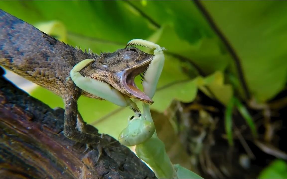 这种螳螂开挂了,抓老鼠捕蛇相当厉害!