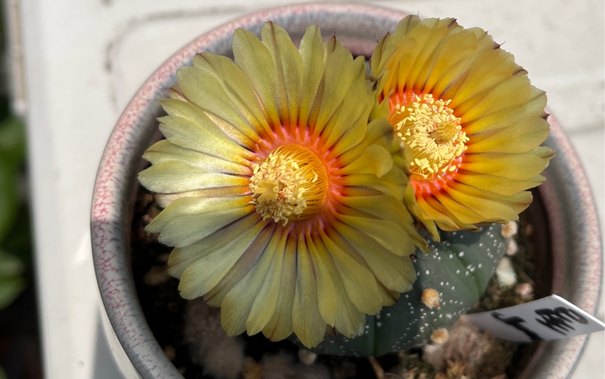 星兜开花-一天两朵哦 好事成双