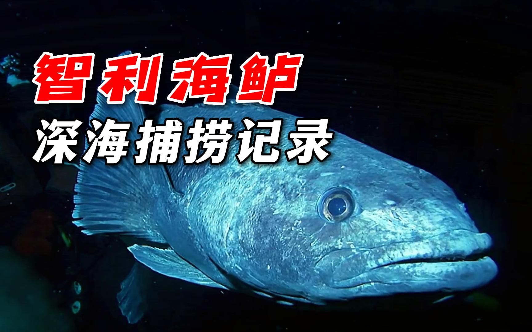 涨知识:南极洲附近海域的深海捕捞,这鱼长相一言难尽哔哩哔哩bilibili