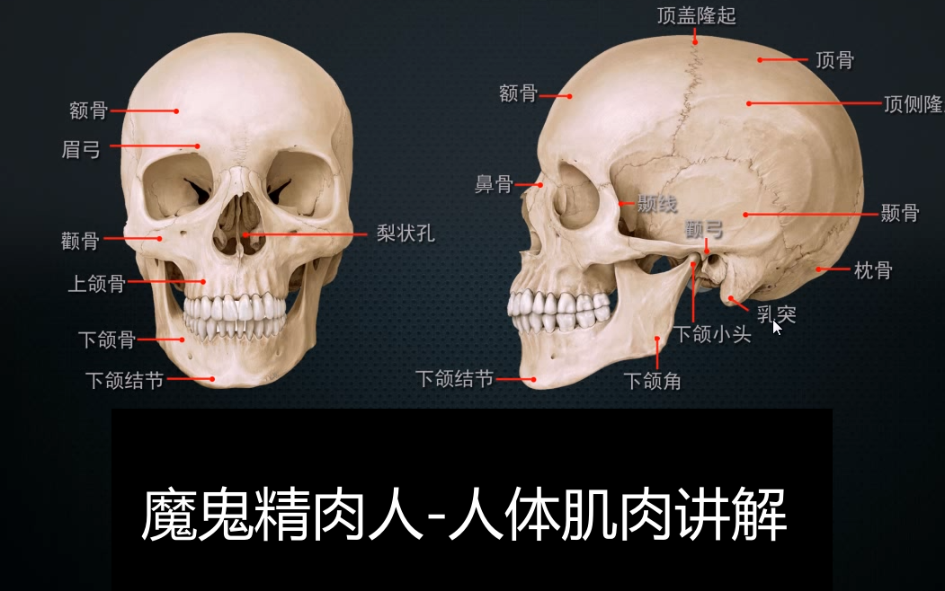 人体肌肉结构哔哩哔哩bilibili