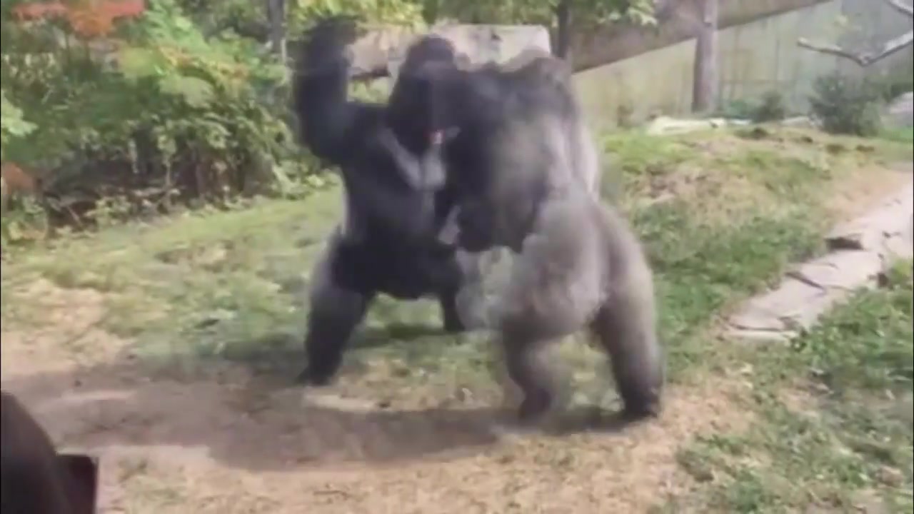 [图]两只雄性大猩猩的战斗，力量、敏捷、速度、抗击打各可以打几分？