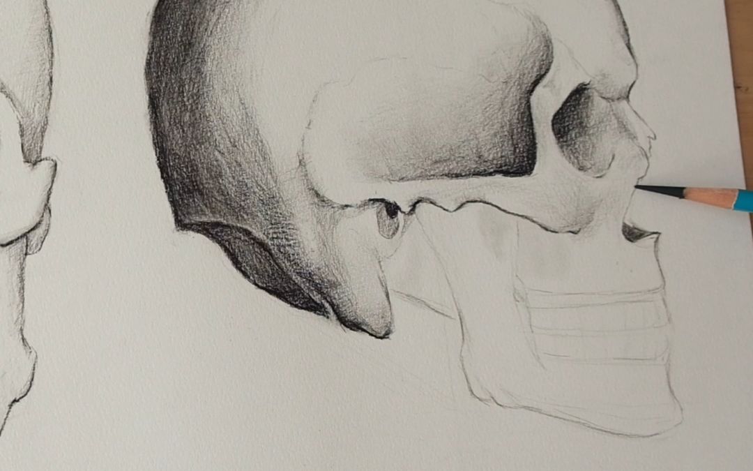 骨骼【头骨】侧面