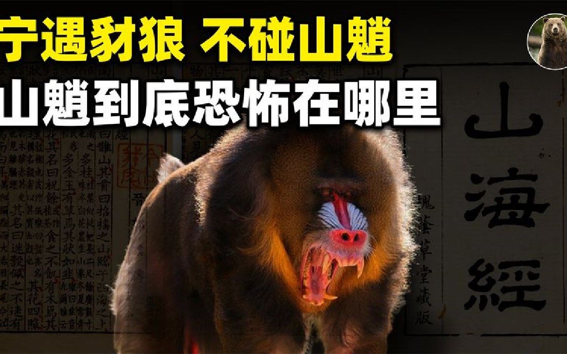 活动  为何说"宁遇豺狼,不碰山魈",这种动物有多可怕?我国有吗?