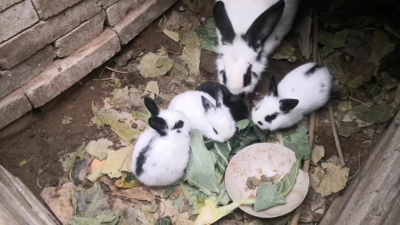 熊猫兔电脑壁纸图片